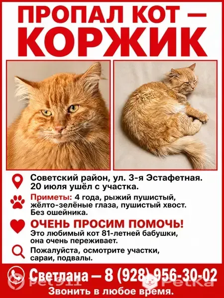 Пропала кошка, Ростов-на-Дону, 3-я Эстафетная — рыжий пушистый кот Коржик - photo