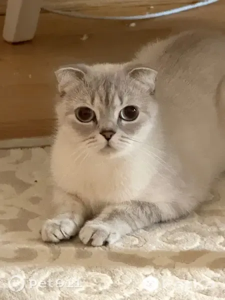 Пропала кошка, Щусева, Великий Новгород — вислоушка, небольшая кошечка - photo