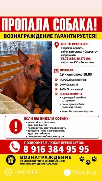 Пропала собака, Территория автодорога Москва-Санкт-Петербург (деревня Кошелево), Редкино — кличка Дора, рыжая, короткий хвост - photo