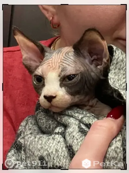 Пропала кошка, Английская, д. 3 1, Кудрово — котёнок 4 мес. из квартиры - photo