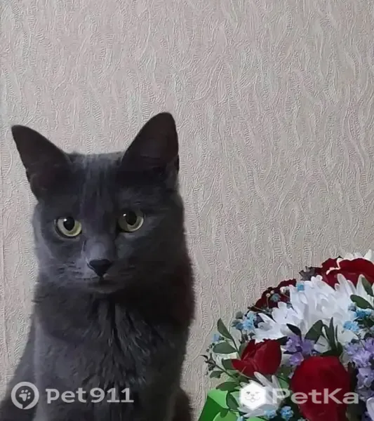 Пропала кошка, Тамбов — серая, откликается на кличку Сима - photo