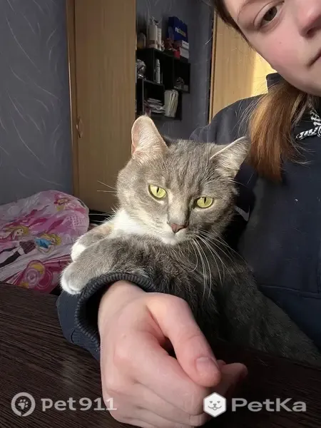 Пропала кошка, Леонова, д. 20, Междуреченск — серый полосатый, с голубым ошейником - photo