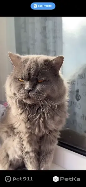 Пропала кошка, Ярцево, Металлургов, д. 23 — британский кот, 9 лет - photo