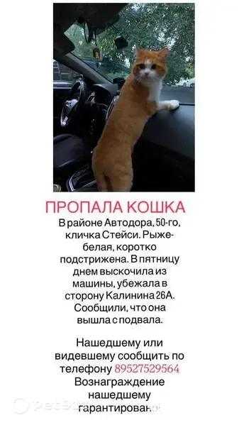 Пропала кошка, Кызыл, Калинина, д. 24а — коротко подстрижена, округлая шерсть на кончике хвоста - photo