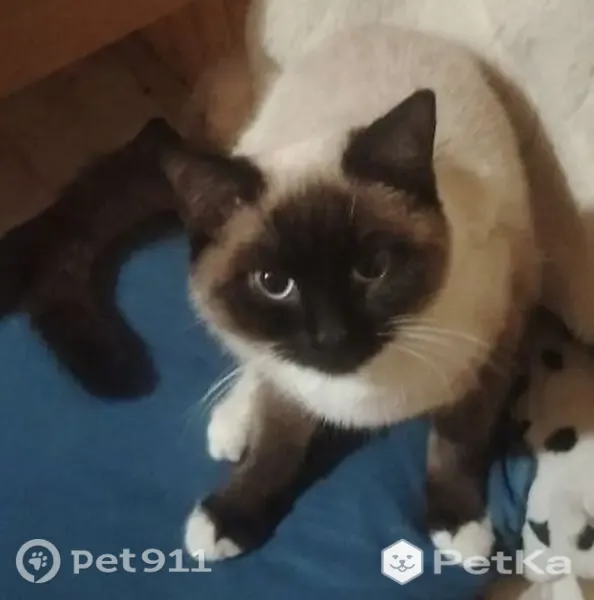 Пропала кошка, Подольск, Юных Ленинцев — голосистая, с белыми лапками и чёрным окрасом - photo