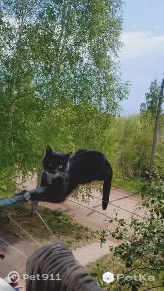 Пропала кошка, Братск, Юго-Западная, д. 15А — серый с белым окрас, жёлтый ошейник с колокольчиком - photo