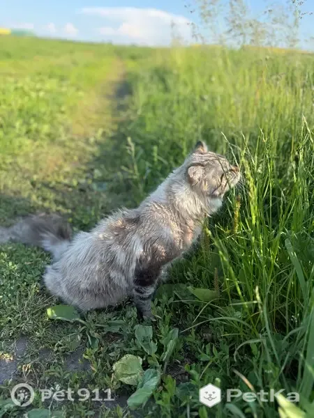 Пропала кошка, Железногорск, Ленина, д. 95 2 — молодой и пугливый - photo