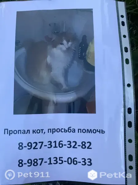 Пропала кошка, Академика Королева, Уфа - photo