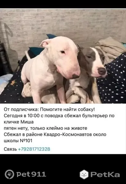 Пропала собака, Квадро-Космонавтов, Ростов-на-Дону — полностью белый, клеймо на животе - photo