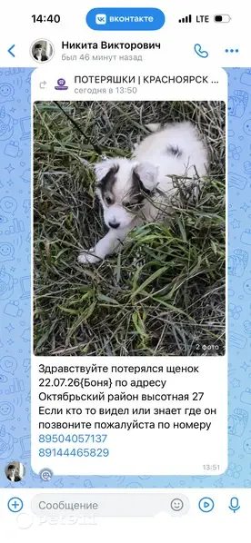 Пропала собака, Высотная, д. 27, Красноярск — щенок 1,5–2 месяца, боится громких звуков - photo