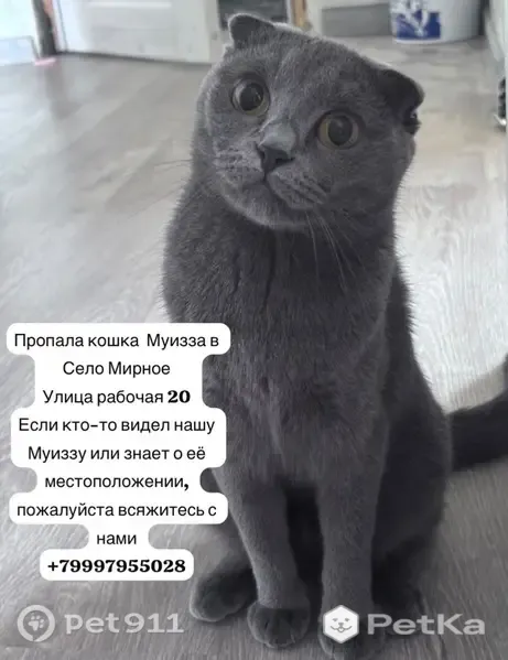 Пропала кошка, Село Мирное, Рабочая, д. 20, Мирное — тёмно-серая, впервые убежала с балкона - photo