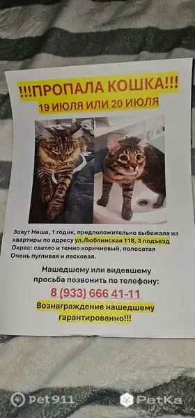 Пропала кошка, Москва, Люблинская, д. 118 — полосатая - photo