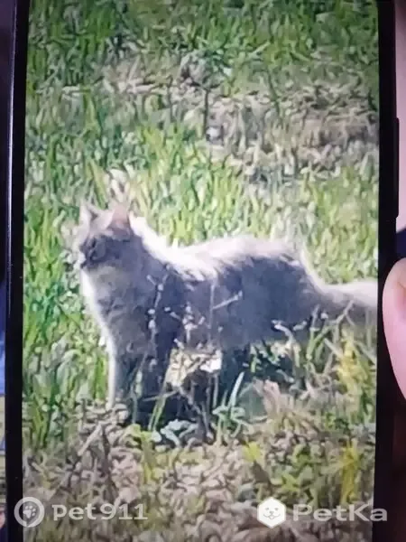 Пропала кошка, Привокзальная, Уфа - photo