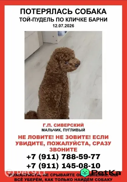 Пропала собака Мальчик, Сиверский (rl1225691) - photo