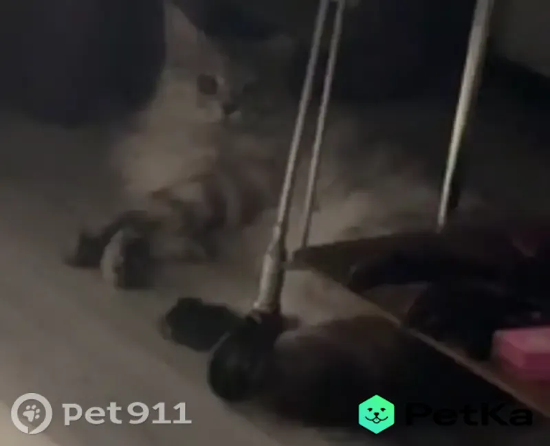 Пропала кошка, Камышин — бело-серый мэйнкун, спрыгнул с балкона - photo