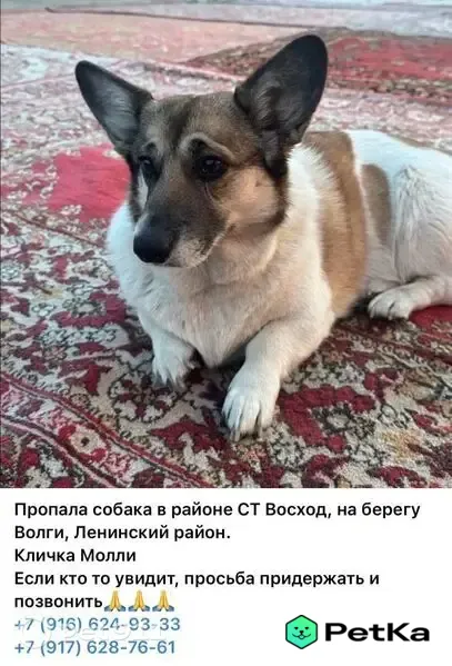 Пропала собака, Ульяновск - photo