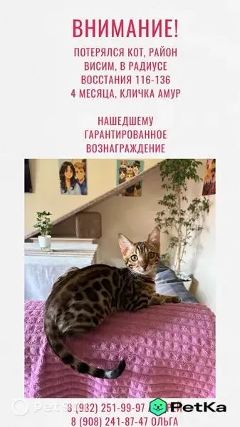 Пропала кошка, Район Мотовилихинский (г Пермь), Восстания, д. 132, Пермь — бенгальский котёнок, 4 месяца - photo