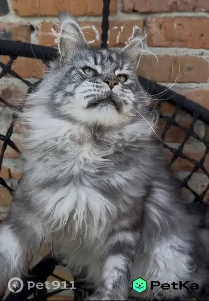 Пропала кошка, Курск, Разина — мейн-кун, 2,5 года, полидакт - photo