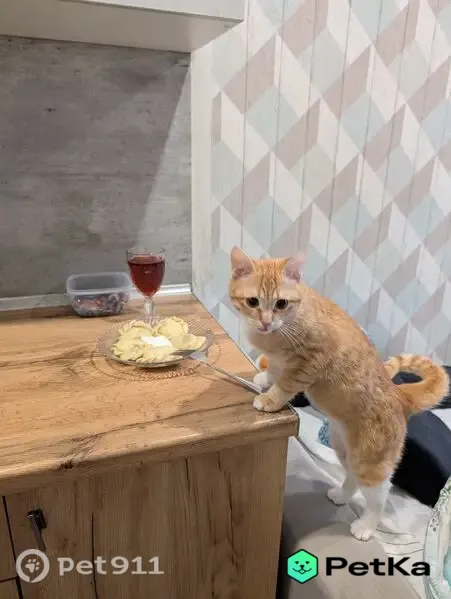 Пропал кот, им. Олега Кошевого, Краснодар — рыжий с белым, около года - photo