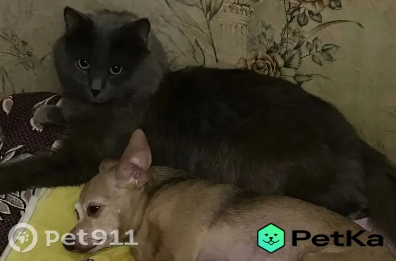 Пропала кошка, Березники, Пятилетки, д. 144 — пепельно-голубая, очень боится улицы - photo