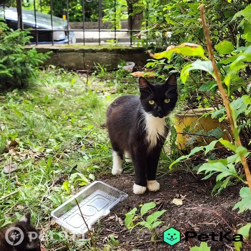 Найдена кошка, Калининград, С.Разина, д. 36 — кошка и четыре котёнка - photo