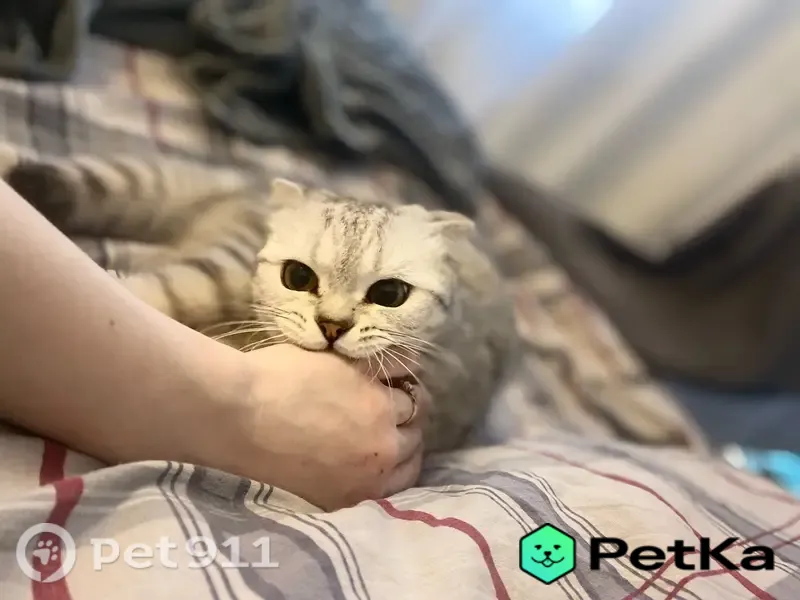Пропала кошка, Воркута — белая с серебристыми полосами, могла выбежать в подъезд - photo
