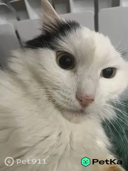 Пропала кошка, Кострома, Шагова, д. 5/1 — пугливая, зелёные глаза - photo