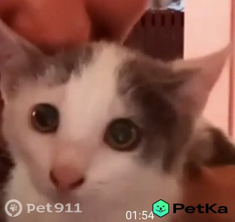 Пропала кошка, Кинешма, Шуйская, д. 23 — белый с серым окрас, гноятся глазки - photo