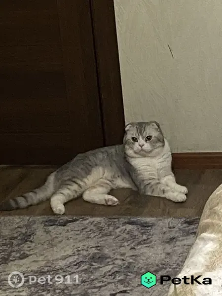 Пропала кошка, Ленсовета, д. 42, Санкт-Петербург — серый полосатый шотландец - photo