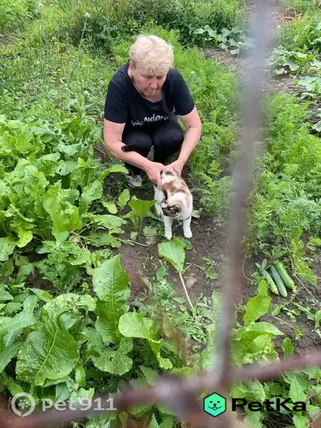 Найдена кошка, Шуя, Металлистов 2-я — с ошейником и брелочком - photo