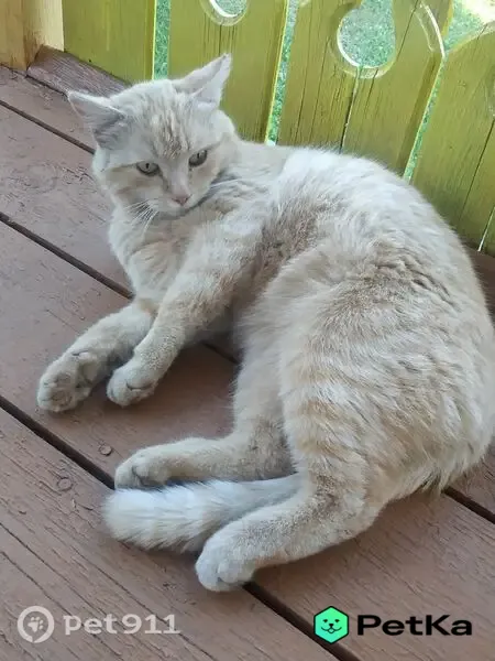 Кошка ищет дом, Поселок Калининский, д. 34, Калининский — рыжий, половатый - photo