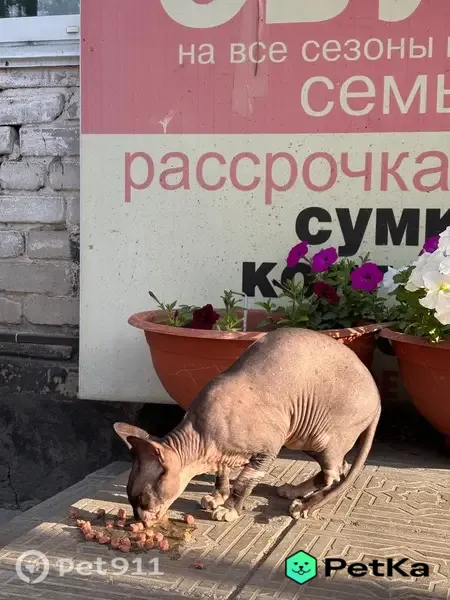 Найдена кошка, Рубцовск, Крылова, д. 2 — упитанная - photo