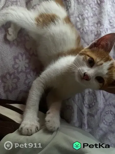 Найдена кошка, Деревня Ойкасы, Восточная, Ойкасы — котёнок, мальчик, 2–3 месяца - photo