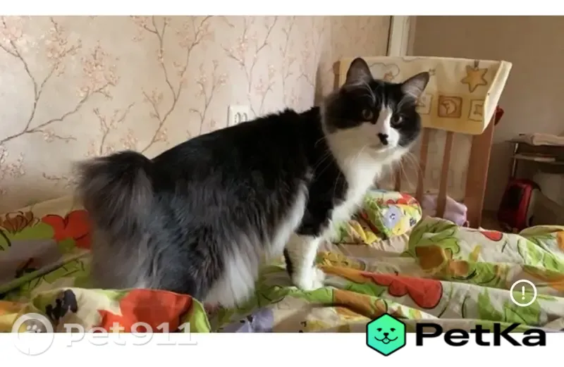 Пропала кошка, Село Шопша, Старосельская, д. 1 — короткий хвост, как у зайца - photo