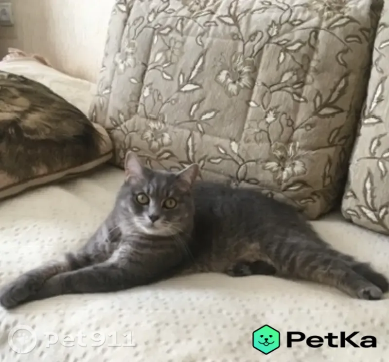 Пропала кошка, Тула, Вересаева, д. 1А — серый с персиковым пузом - photo