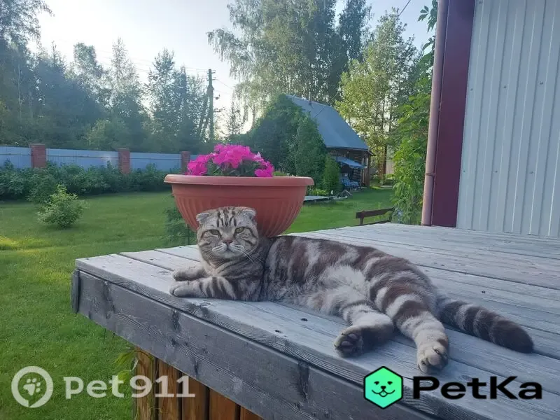 Пропала кошка, Село Новолуговое, Зеленая, д. 1, Новолуговое — глаза желтые - photo