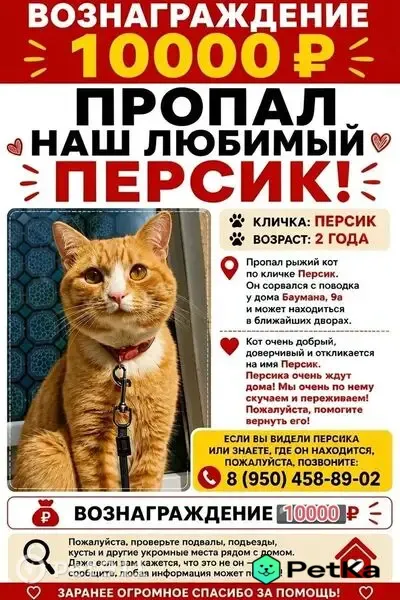 Пропала кошка, Баумана, д. 9а, Пермь — Индустриальный район - photo