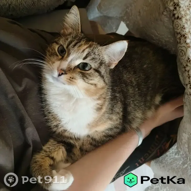 Пропала кошка Девочка, Коломна (rl1228655) - photo