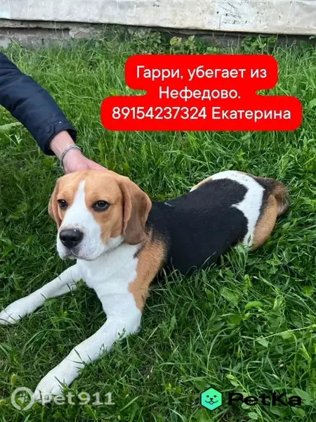 Пропала собака, Деревня Нефедово (г Серпухов), Ульяновская, д. 29, Серпухов — бигль, кличка Гарри - photo