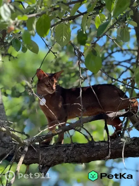 Пропала кошка, Калязин, Богоявленская, д. 5, Калязин — дикий окрас - photo