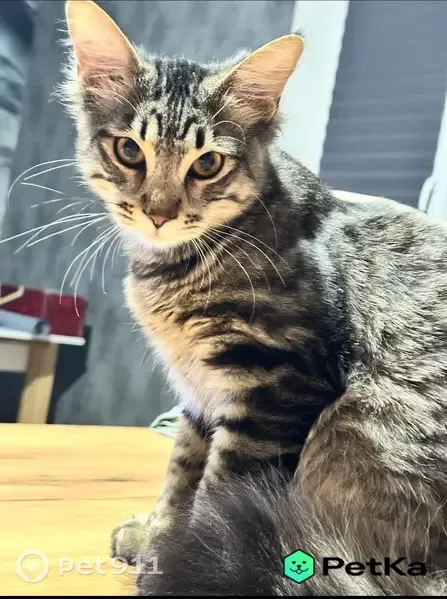 Пропала кошка, 4-й Чукотский, Краснодар — крупный кот до года, похож на мейн-куна - photo