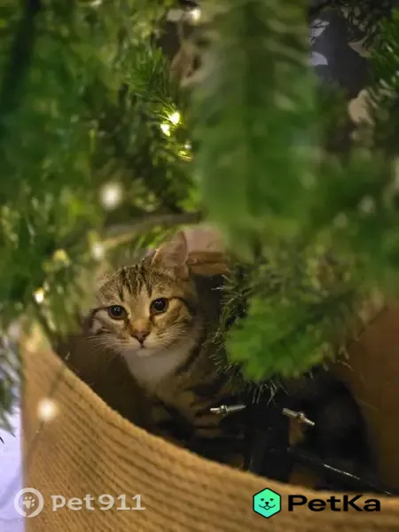 Пропала кошка, Саранск, Сущинского, д. 34 — котик упал с балкона - photo