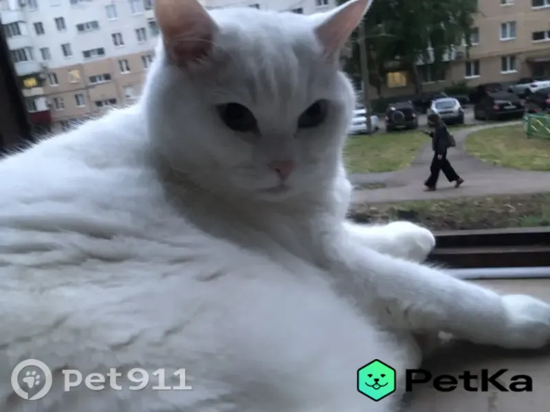 Пропала кошка, Район Кировский (г Уфа), Софьи Перовской, д. 23/1, Уфа — белая, пушистая, голубые глаза - photo