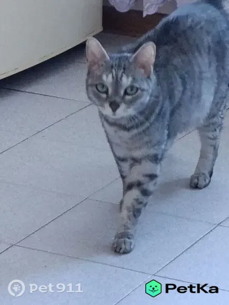 Пропала кошка, Рабочий поселок Кольцово, д. 1Б, Кольцово — серо-белая, с чёрными полосами - photo