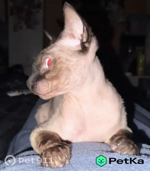 Пропала кошка, Флотский, д. 10А, Коломна — канадский сфинкс, голубые глаза - photo