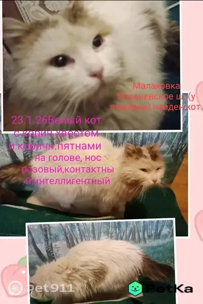 Найдена кошка, Поселок городского типа Малаховка (г Люберцы), Люберцы — белая пушистая, с коричневым пятном на боку - photo