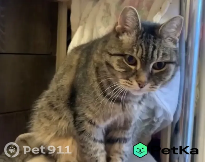Пропала кошка, Верхосунская, д. 21, Киров — кот Бусяш, 13 лет, в сером ошейнике - photo