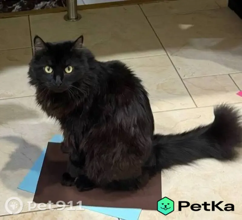 Пропала кошка, 1-я Алексеевская, Санкт-Петербург — очень ласковая, с маленьким белым пятнышком на груди - photo