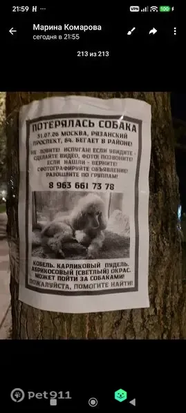 Пропала собака, Район Рязанский, Москва - photo