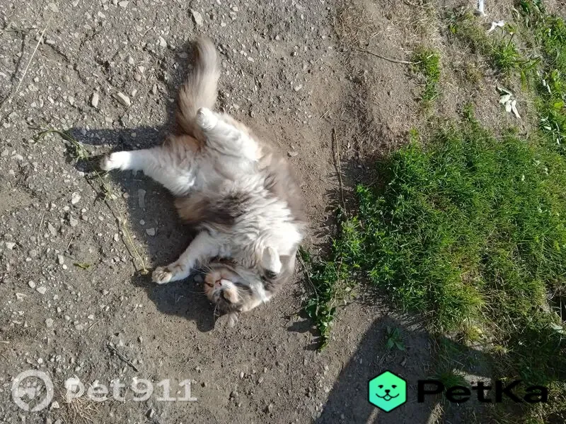Пропала кошка, Иваново, Степанова, д. 2 — трехцветная, убежала у магазина сувениры - photo